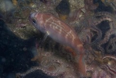 Pterogymnus laniarius