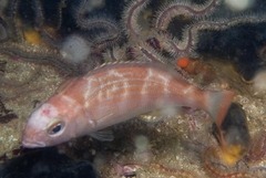 Pterogymnus laniarius