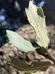 Quercus engelmannii