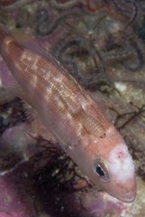 Pterogymnus laniarius