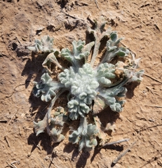 Baileya multiradiata
