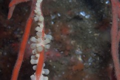 Parazoanthus capensis