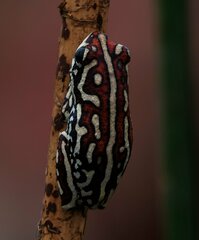 Hyperolius parallelus