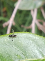 Parapalaeosepsis plebeia