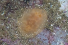 Geitodoris capensis
