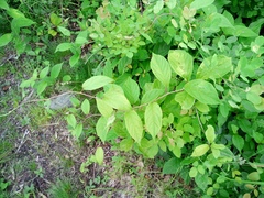 Schisandra chinensis