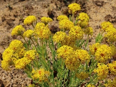 Lasiosiphon kraussianus