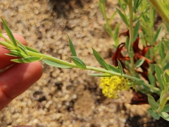 Lasiosiphon kraussianus