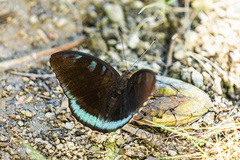 Tanaecia whiteheadi