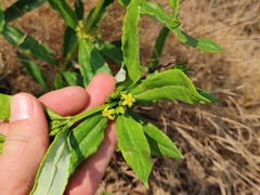 Fadogia homblei