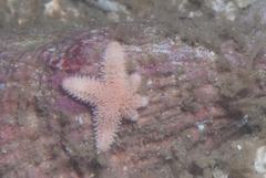 Allostichaster capensis