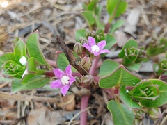 Raphionacme hirsuta