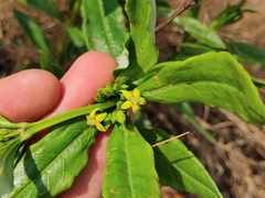 Fadogia homblei