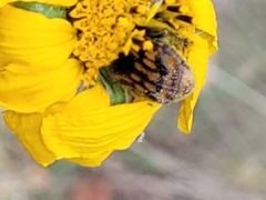 Euphoria subtomentosa