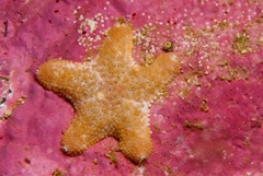 Callopatiria formosa