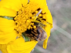 Euphoria subtomentosa