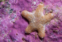 Callopatiria formosa