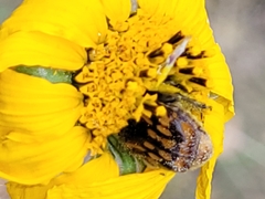 Euphoria subtomentosa