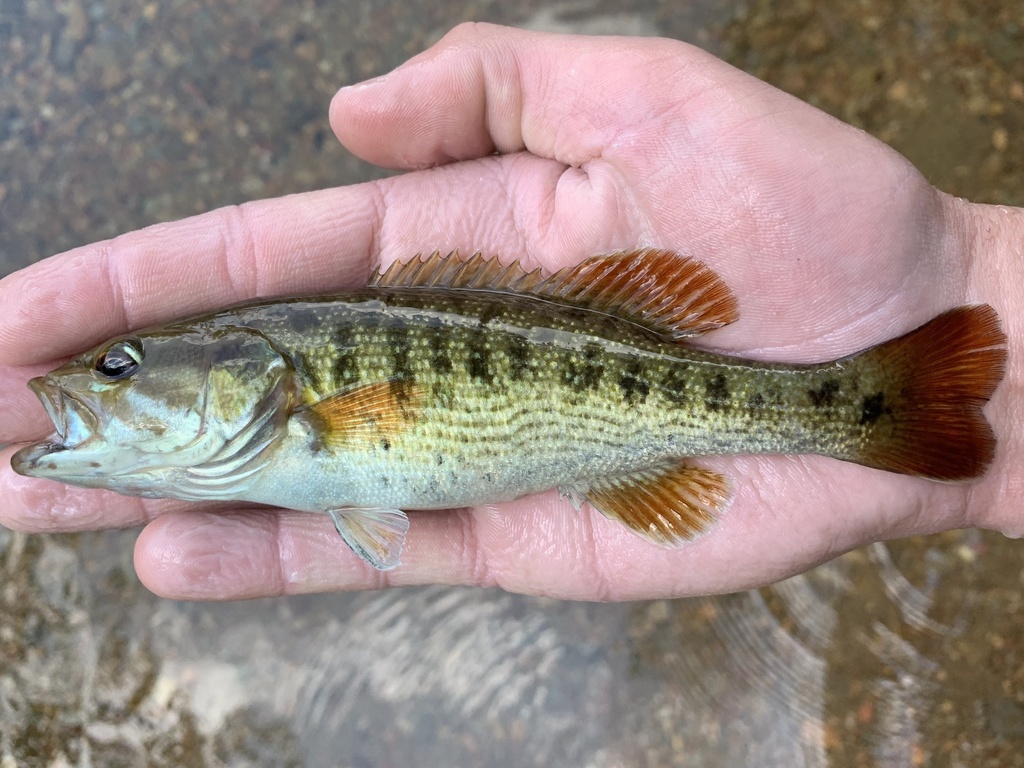 Redeye bass (Micropterus coosae) — Centrarchidae