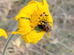 Euphoria subtomentosa