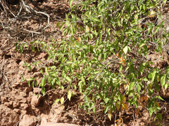 Croton sonorae