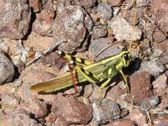 Schistocerca albolineata