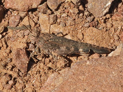 Lactista gibbosus