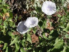 Jacquemontia pringlei