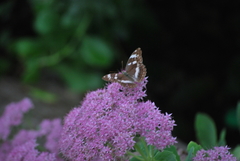 Argynnis sagana