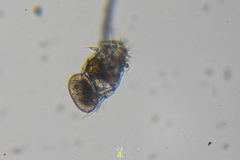Plationus patulus
