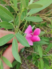 Sphenostylis angustifolia