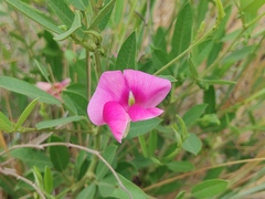 Sphenostylis angustifolia