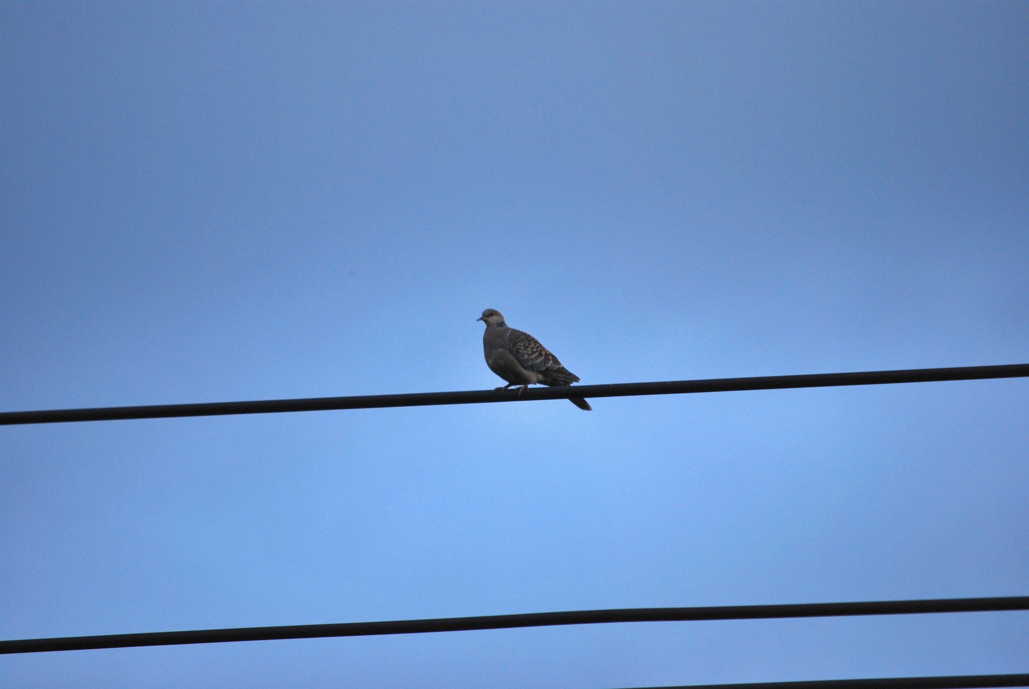 Oriental Turtle Dove