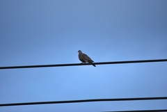 Streptopelia orientalis