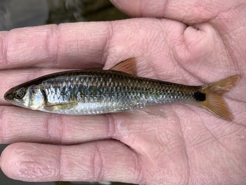 Alabama Shiner