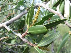 Pleradenophora bilocularis