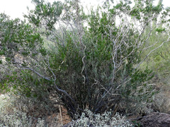 Pleradenophora bilocularis