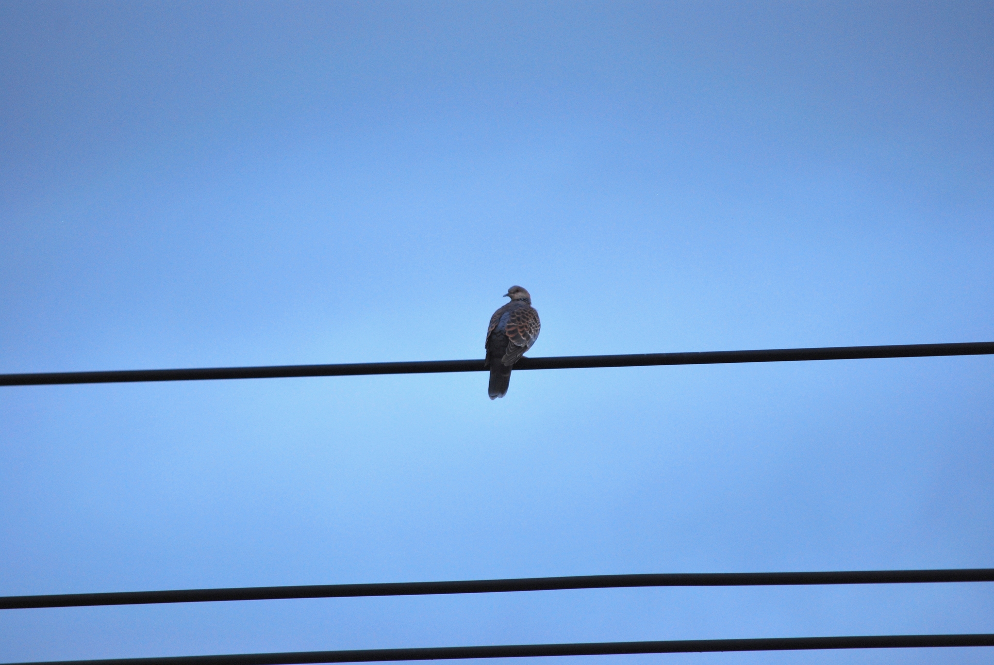 Oriental Turtle Dove