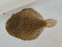 Trinectes maculatus