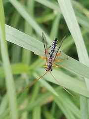 Echthromorpha intricatoria