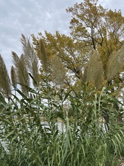 Arundo donax
