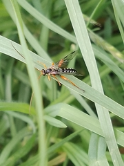 Echthromorpha intricatoria