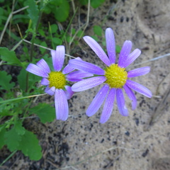 Senecio elegans