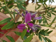 Mundulea sericea