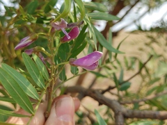 Mundulea sericea