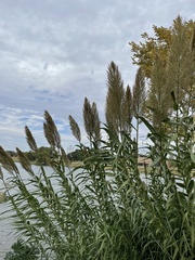 Arundo donax