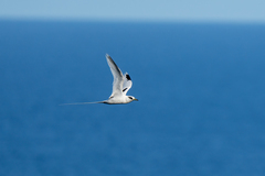 Phaethon lepturus