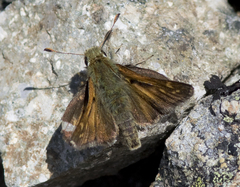 Hesperia comma