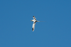 Phaethon lepturus
