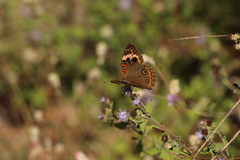 Junonia pacoma